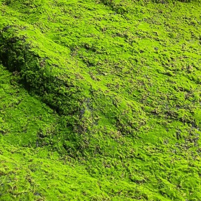 Искусственный мох в рулоне. Дизайн MPA06381